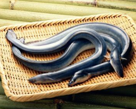 鳝鱼吃什么