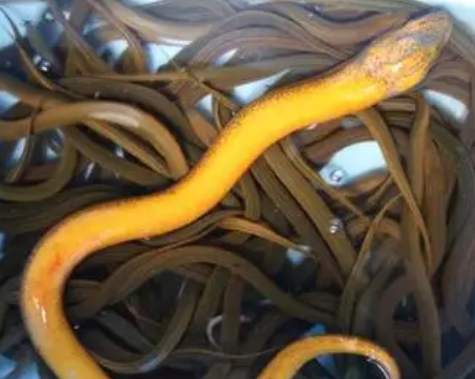 鳝鱼价格