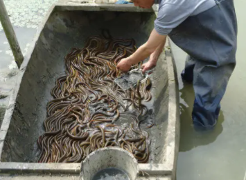 黄鳝人工养殖