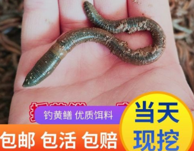 蚯蚓养殖黄鳝